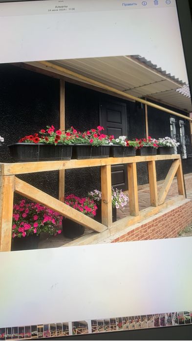 Ампельная петуния