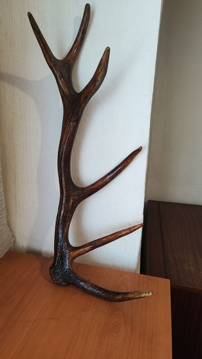 Еленски рог  единичен