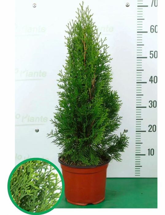 Tuia Smaragd la Ghiveci