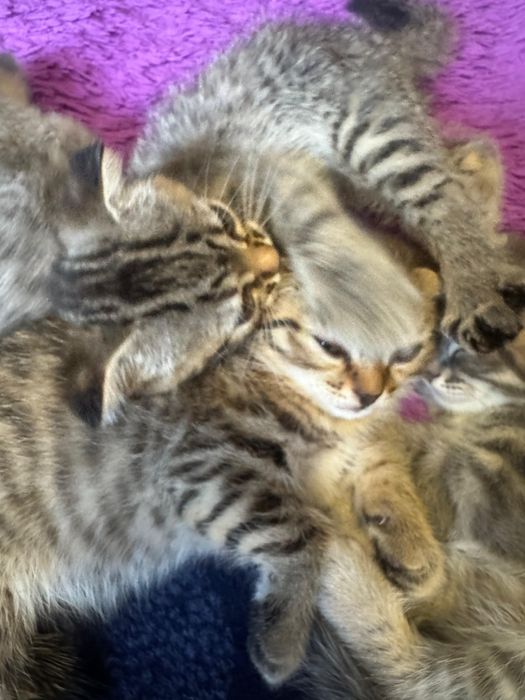 Кошки котята пародистые