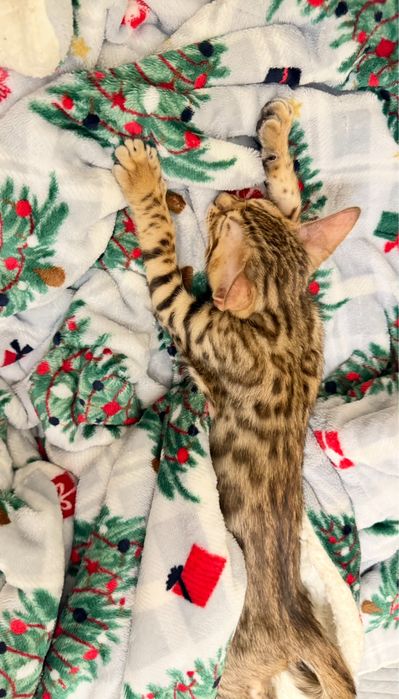 Бенгальский котенок