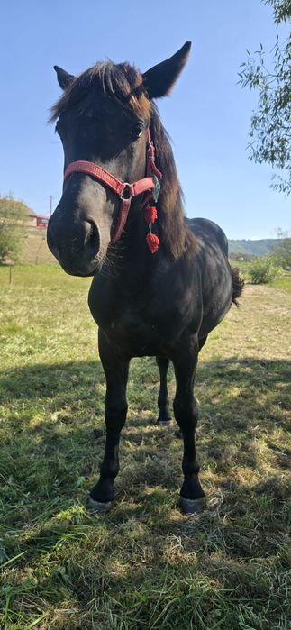 Mânz necastrat de vânzare