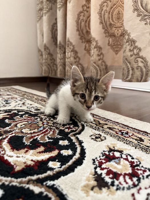 Отдам в хорошие руки котят 1,5 месяца мальчи и девочка