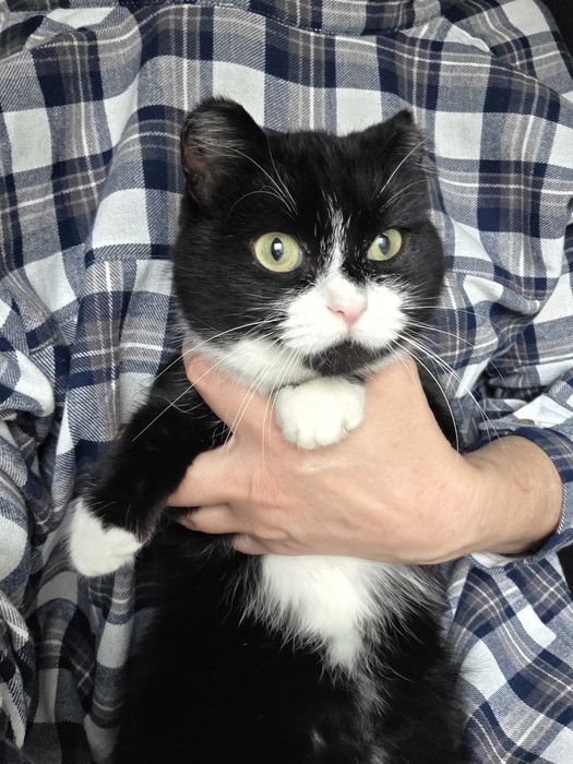 Молодые воспитанные коты