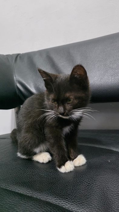 Ищу дом котенку девочке