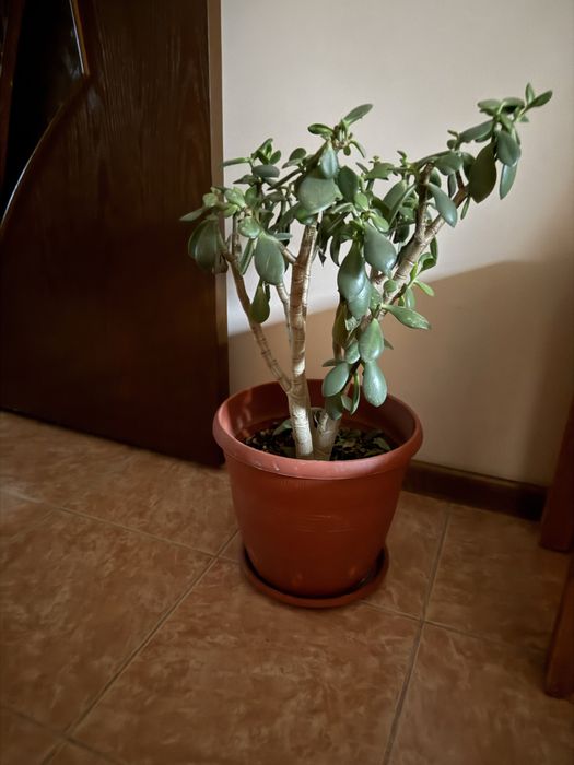 Цветы комнатные, 4 горшка, денежное дерево,