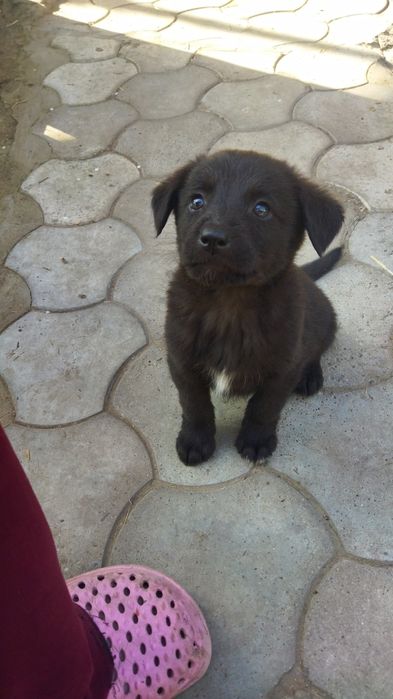 Щенок мальчик отдам в хорошие руки