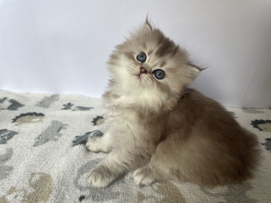 Продаются котята породы скоттиш фолд и скоттиш страйт