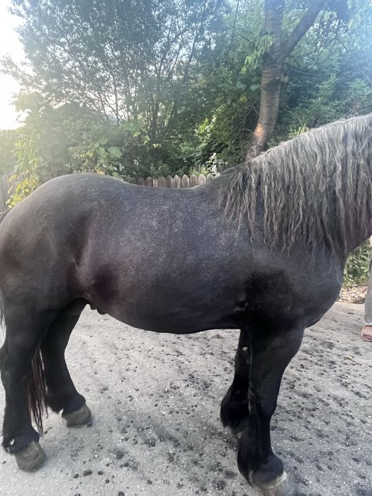 vand manz de 3 anii!!! sur invațat la ulube! (0758) 150 440