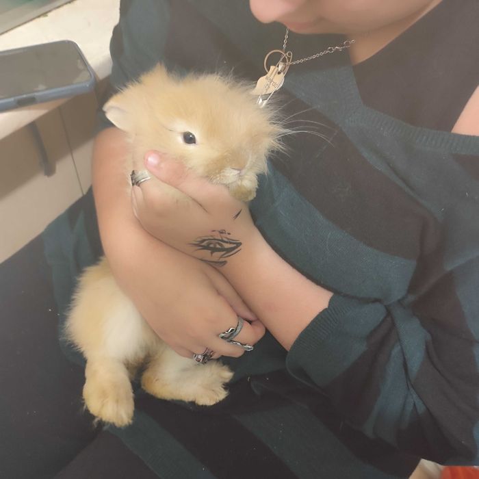 Petsitting & dresaj caini - experienta cu caini dificili/ anxiosi