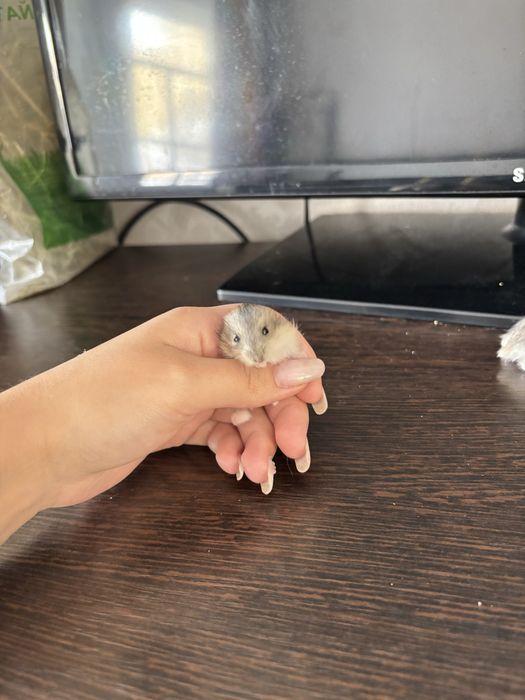 Отдам хомяков, родились 20 января.