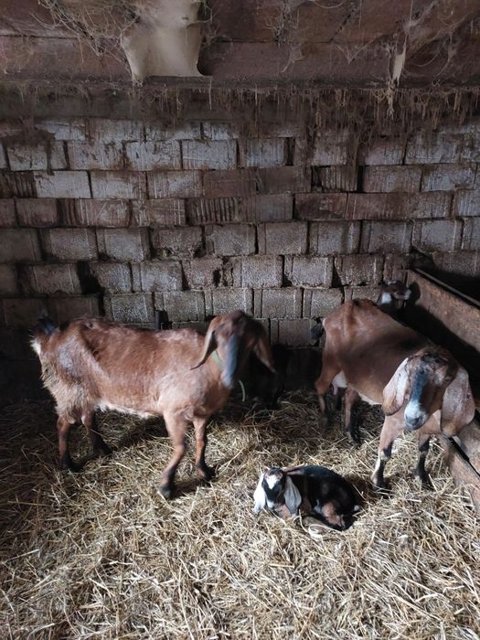 Vând două capre anglonubiene  fătate