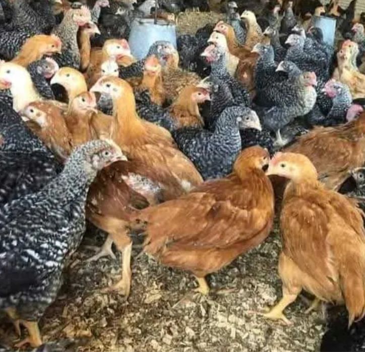 Pui porumbaci de vanzare