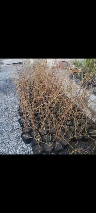 Киви ва хандон писта кучатлари бор 1 ва 3 йилликлари бор.  Нархи 50.00