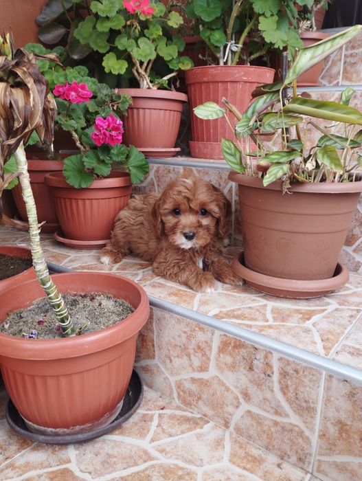 Кавапу Cavapoo .