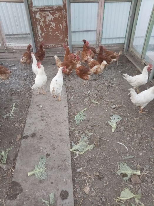 Продам 1,5 года Ломан Браун