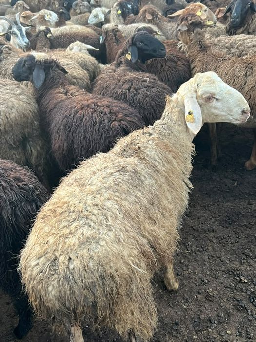 Продам молодых барашков