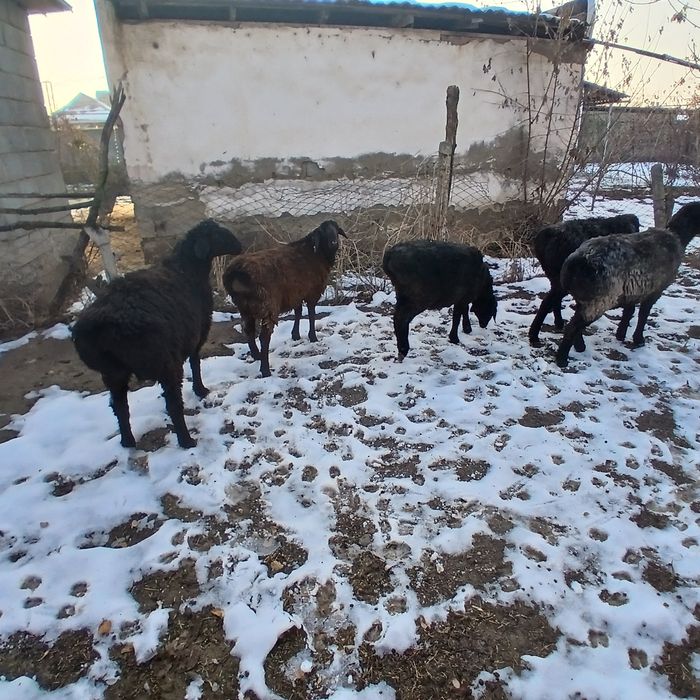 Қойлар сатылады.