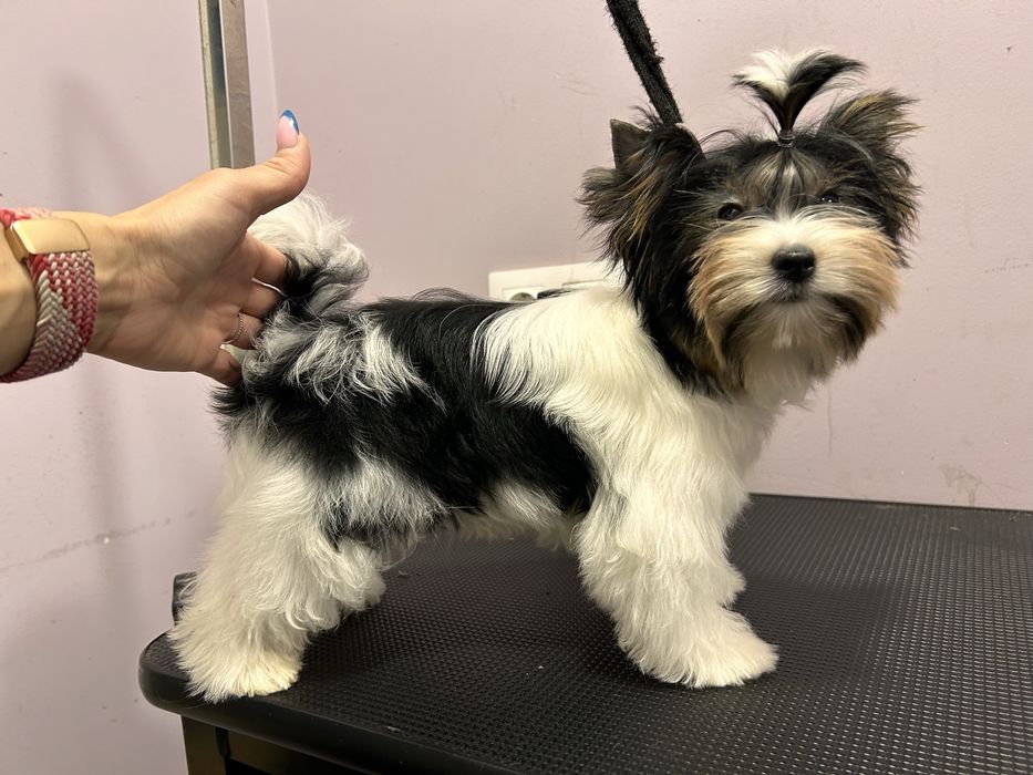 Biewer Yorkie/Бивър