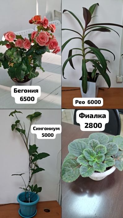 Комнатные  цветы
