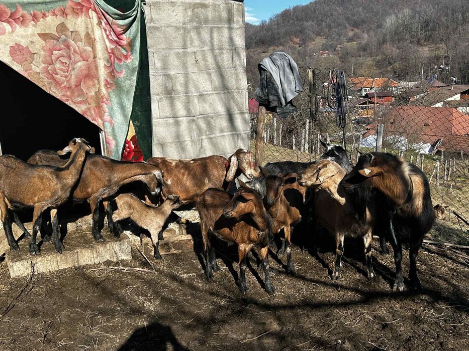 Vand capre cu iezi