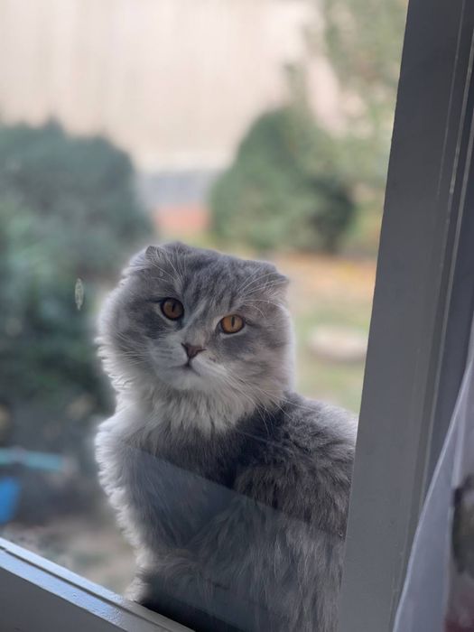 Вислоухий кошка