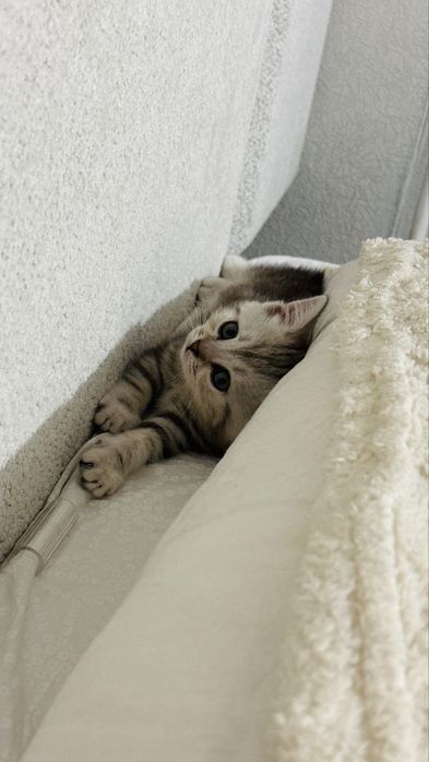 Шотладнская (скоттиш-страйт) девочка