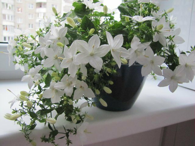 Кампанула комнатный цветок фото жених и невеста