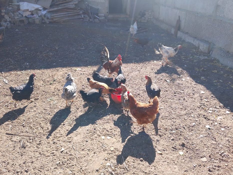 Продам домашних курей