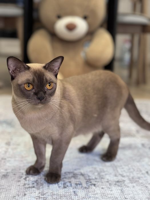 Продам кошку породы Бурма