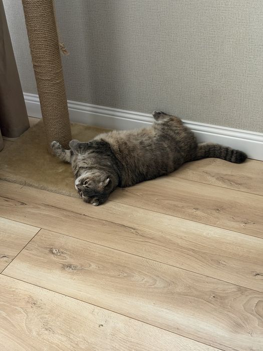 Отдам домашнюю кошку