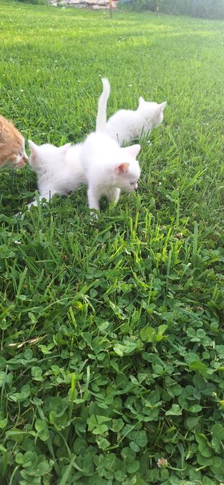 Котята белые котики с голубыми глазами
