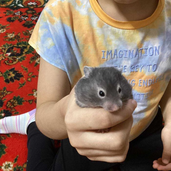 Сирийские хомяки (1,5 месяца, редкий цвет) – Ташкент, Мирабад