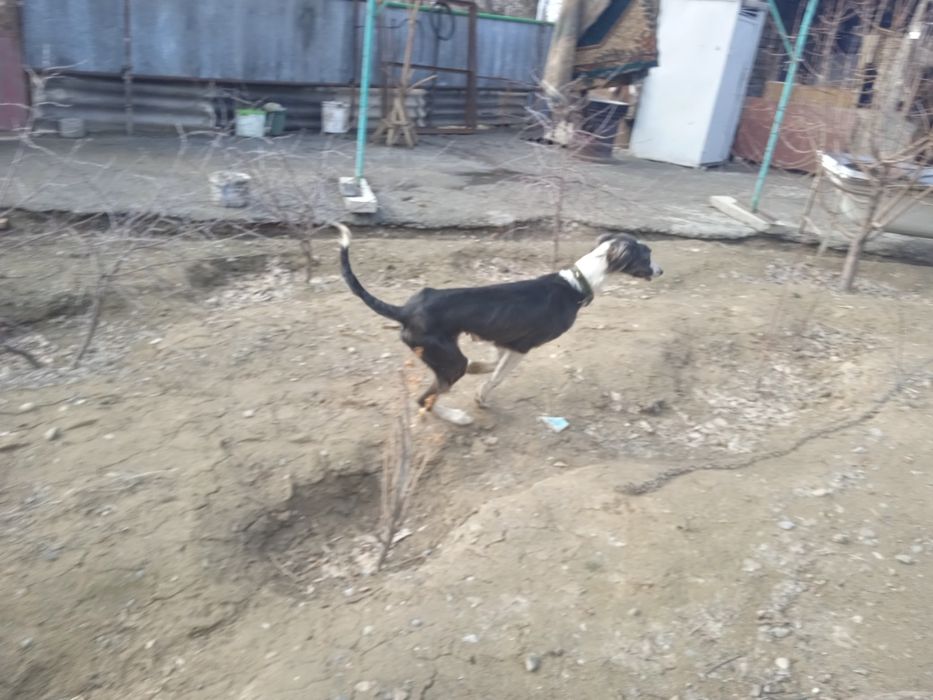 Продам тазы чистокровный