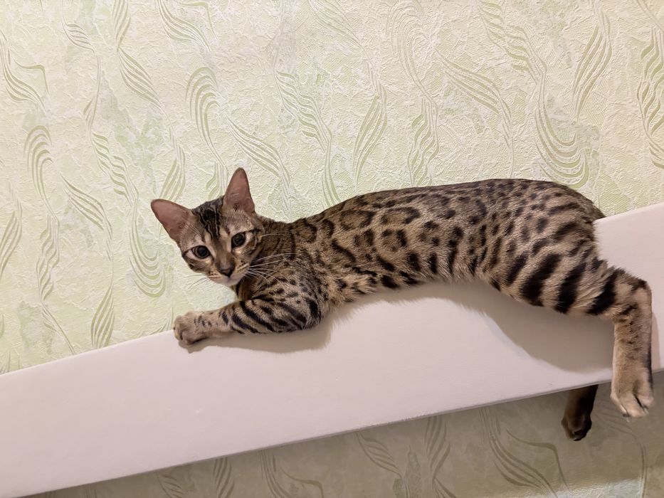 Вязка кошечки бенгал