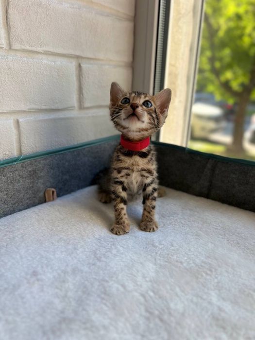 Бронь бенгальских котят