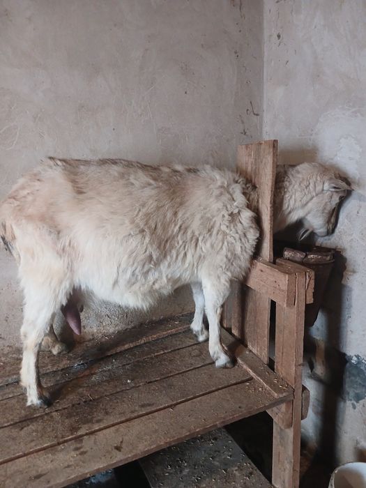 Сауын ешкілер сатылады.