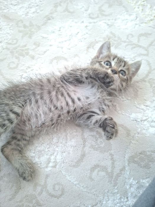 Котенок 1 месяц отдам даром