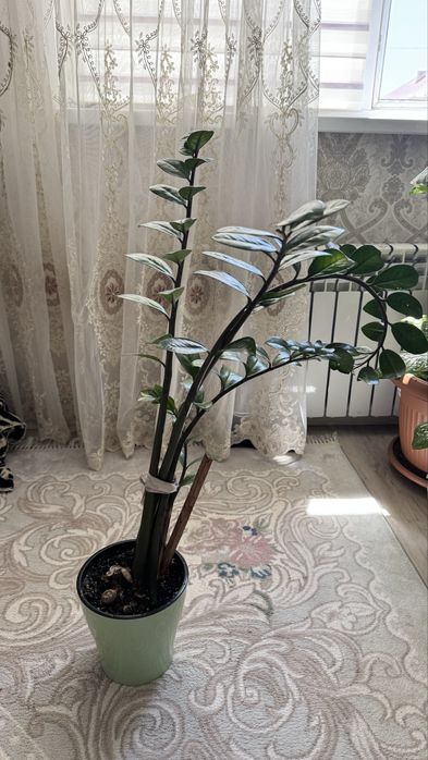 Комнатные растения