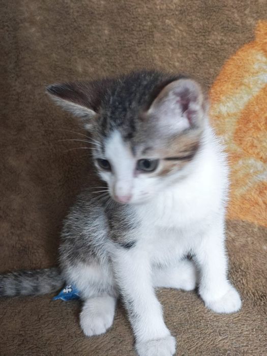 Отдам котят в хорошие руки