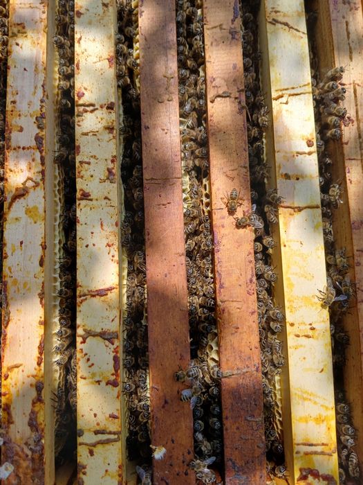 Vând familii de albine