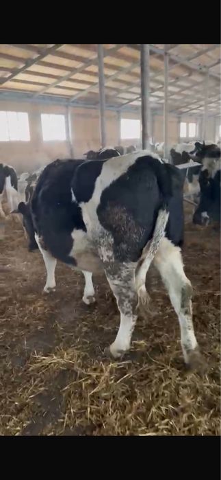 Голштейн Нетеля продам