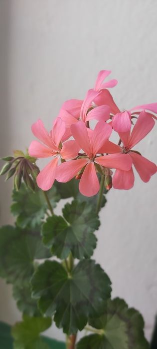 Продам пеларгонию