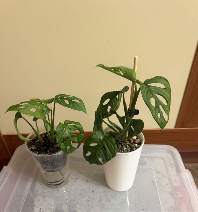 Монстера манки маск