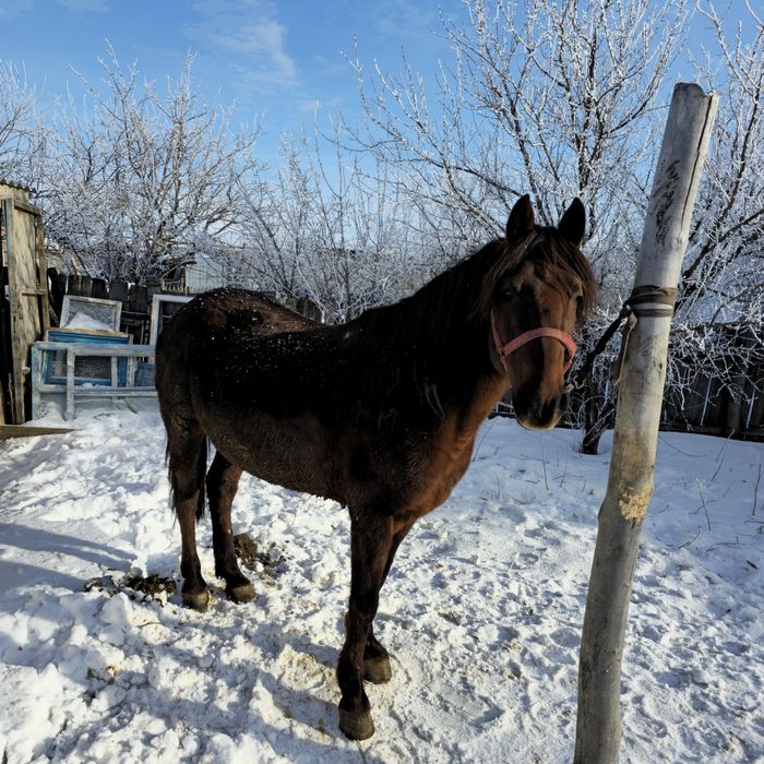 Айғыр сатылады дончак