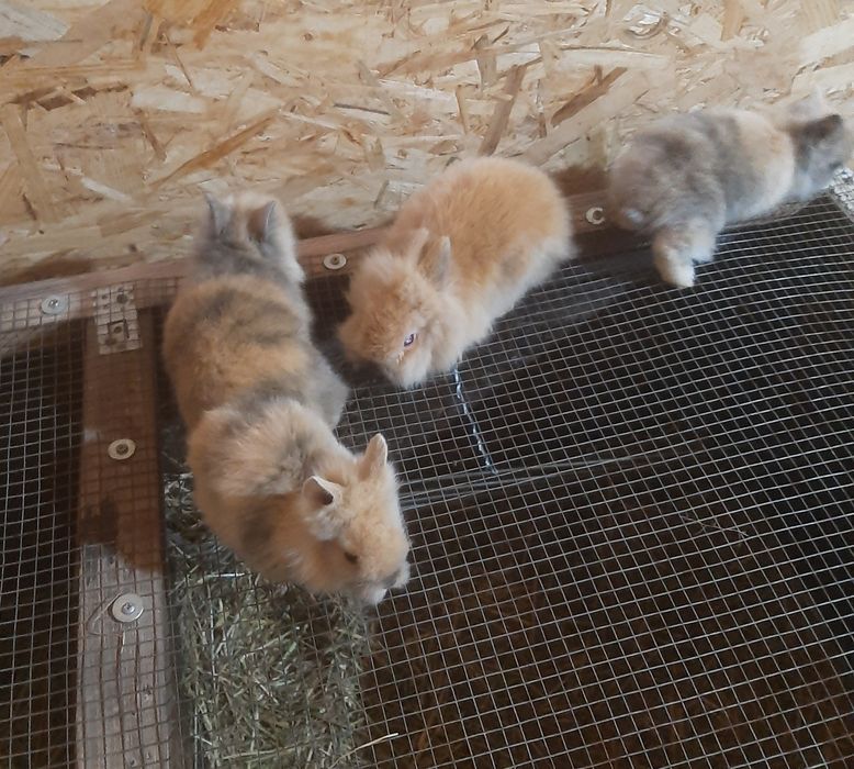 Iepurași cap de leu