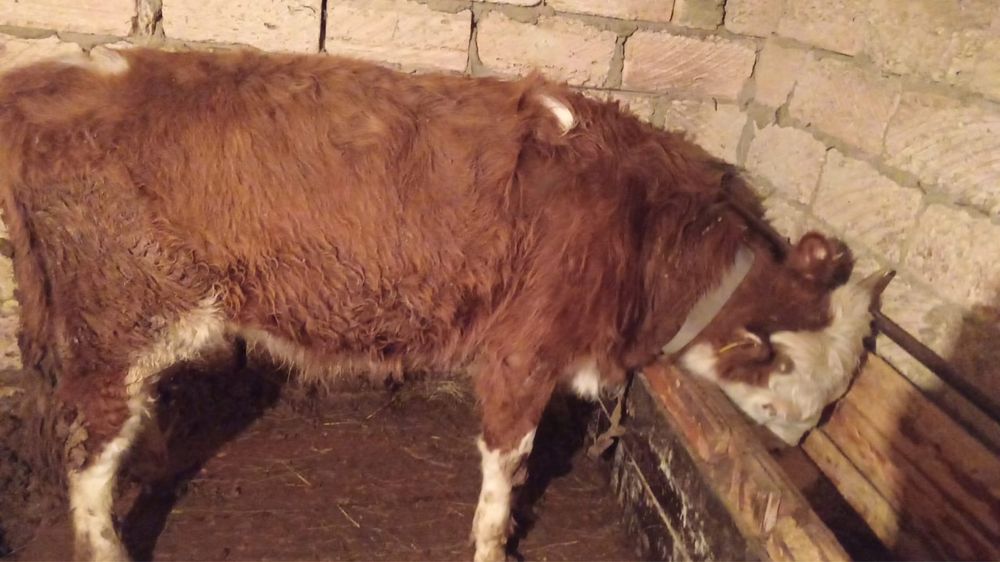 Сиыр, Бұқа, мал,