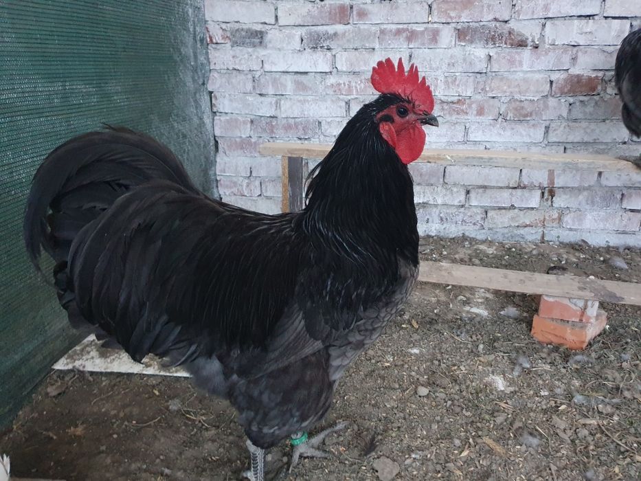 Cocosi sussex, australorp, new hampshire, marans