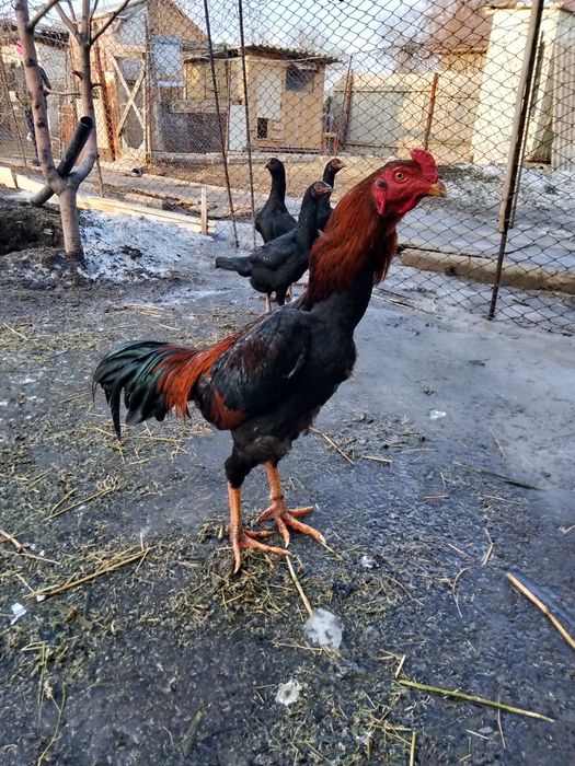 Продам петуха шамо