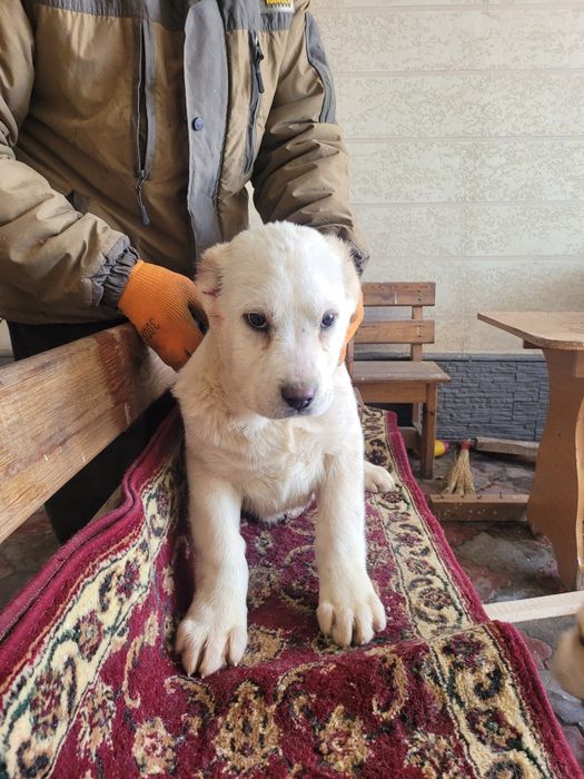 Продам щенков алабая